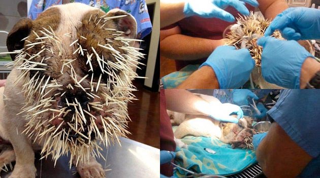 Anjing Tertusuk 500 Duri Landak