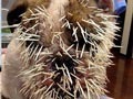 Anjing Tertusuk 500 Duri Landak