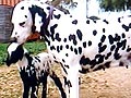 Seekor Dalmatian Mengadopsi Anak Domba