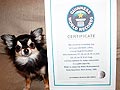 Bebe, Model Anjing Terkecil Didunia