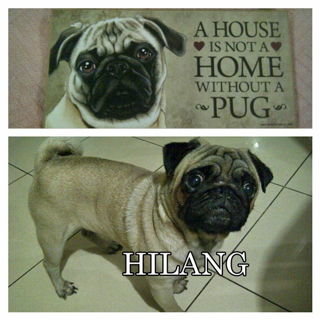 Pug Hilang Di Jatinegara