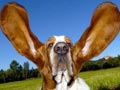 Anjing (Indera Pendengaran)