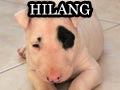 Bull Terrier Hilang Di Ciputat