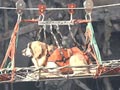 Mengenang Anjing Penyelamat 9/11