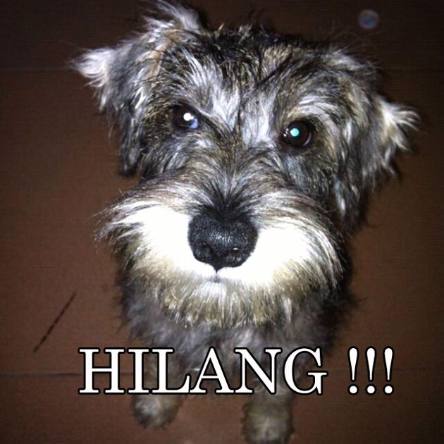 Anjing Hilang Di Dago Pakar - Bandung