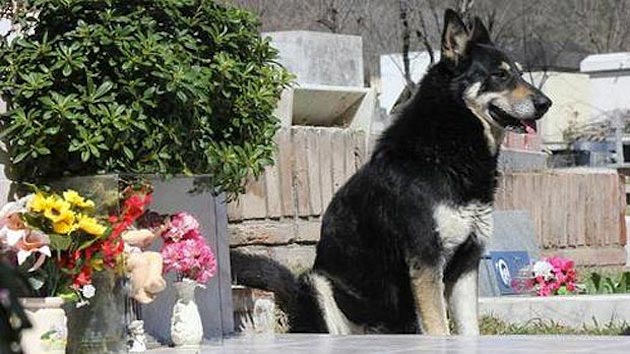 Anjing Jaga Makam Tuannya Selama 6 Tahun
