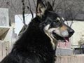 Anjing Jaga Makam Tuannya Selama 6 Tahun