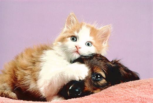 Anjing Dan Kucing