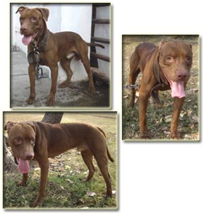 Ayak Von Tobar ( Max)