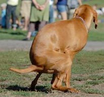 Anjing Susah Buang Air Besar