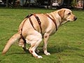 Anjing Susah Buang Air Besar