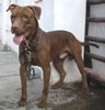 Ayak Von Tobar ( Max)