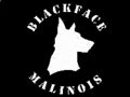 Blackface Malinois