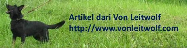 5 Kesalahan Dalam Memilih Anjing Proteksi Keluarga