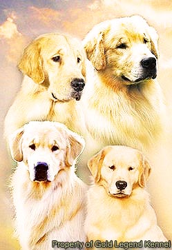 Golden Retriever : The 2012 Gala TOP TEN