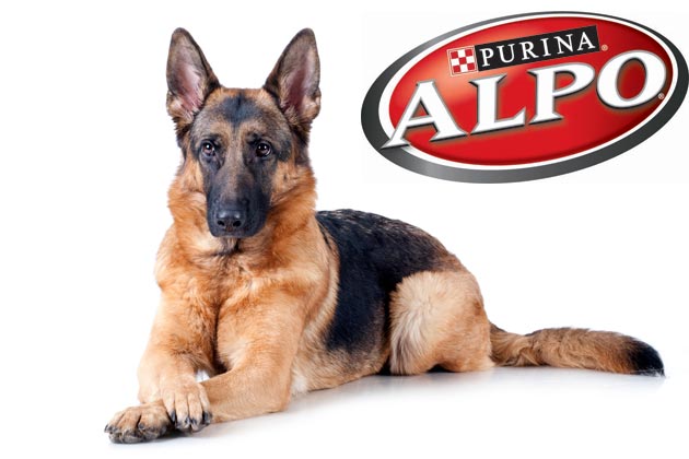 Perubahan Kebutuhan Nutrisi Pada Anjing