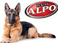Perubahan Kebutuhan Nutrisi Pada Anjing
