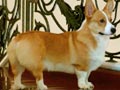 United Dog's D. SCOOBY