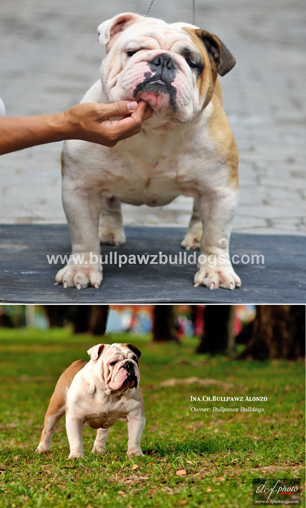 INA.CH Bullpawz Alonzo