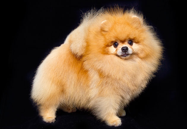 D.Loewy Kids von Joe Hauze