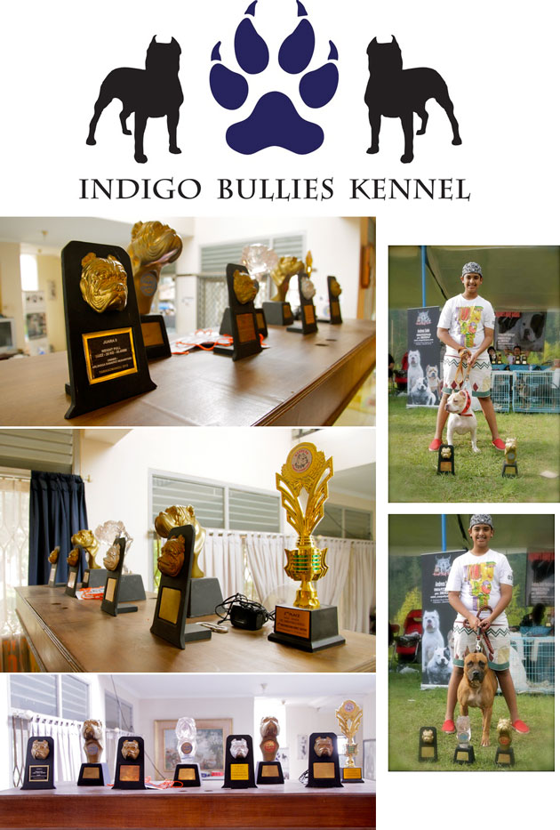 Indigo Bullies