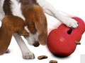 Tempat Makan Sekaligus Mainan Untuk Anjing Anda