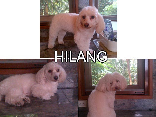 Anjing Hilang Di Puri Indah
