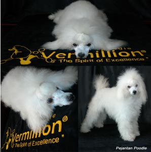 Falco Von Nice House