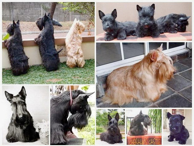 Cheralin's Castle Scottish Terrier