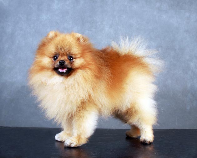 Rain BI Von Boga Jaya