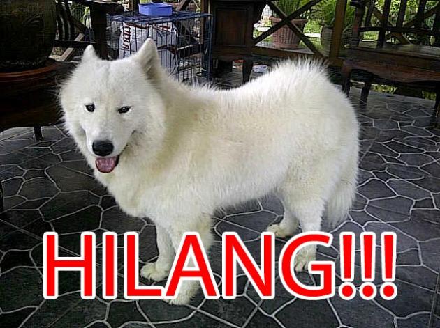 Samoyed hilang di Jalan Glagahsari Umbulharjo Yogyakarta