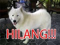 Samoyed hilang di Jalan Glagahsari Umbulharjo Yogyakarta