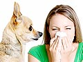 Anda Alergi Bulu Anjing? Baca Ini!