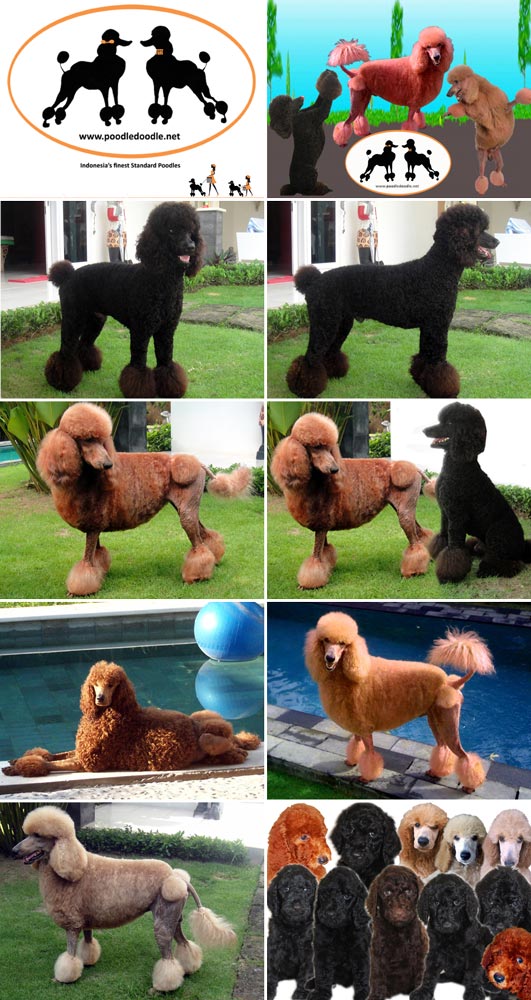  Poodledoodle Bali Kennel (Standard Poodle)