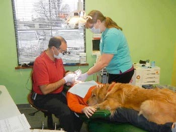 Anjing Jadi Asisten Dokter Gigi