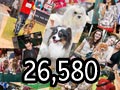 26,580 Foto-Foto Dunia Anjing 2012