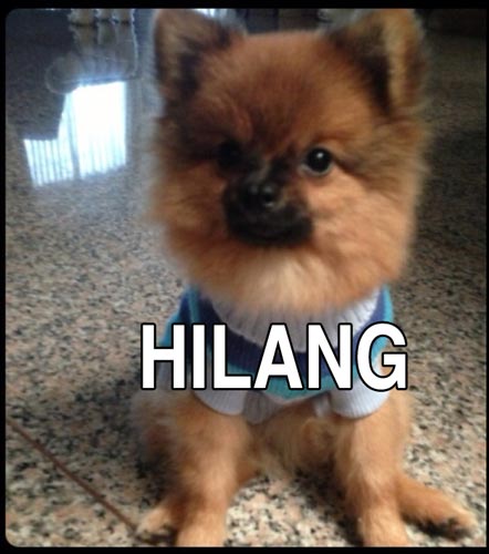 Pom Jantan Hilang Di Puri Indah