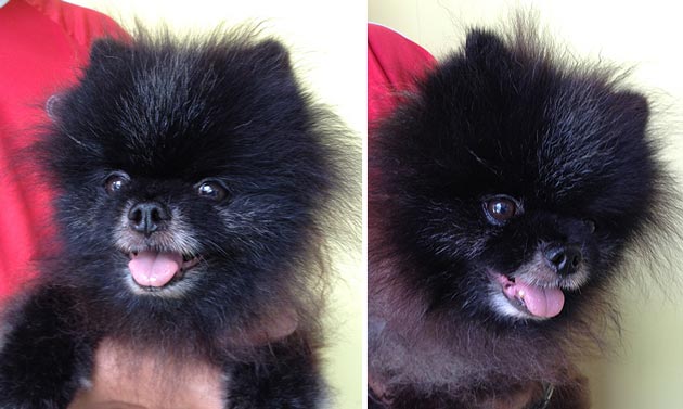 Amazing Grace Exhibitor