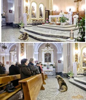Anjing Ini ke Gereja Tiap Hari, Menanti Tuannya Yang Meninggal