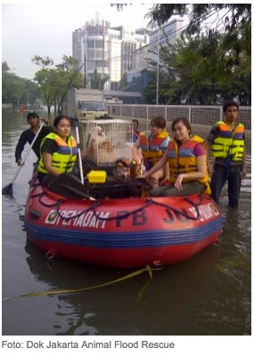 Anjing Tidak Dievakuasi, Pemilik Pilih Bertahan