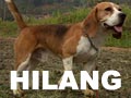 Beagle Hilang Di Dago Pakar Bandung