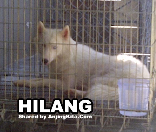 Siberian Husky Putih Hilang Di Serpong