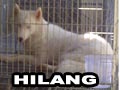 Siberian Husky Putih Hilang Di Serpong