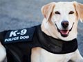 Berapa Harga Anjing Polisi?