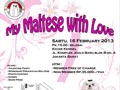My Maltese with Love