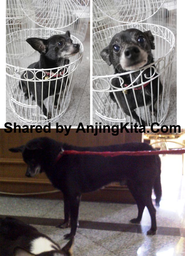 Anjing Hitam Hilang Di Villa Bukit Mas Surabaya