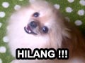 Mini Pom Hilang Di Karawaci Utara