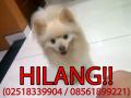 Pomeranian Hilang di komplek Pakuan, Bogor (Sudah Diketemukan)