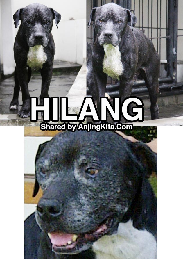 Pitbull Hilang Di Lebak Bulus