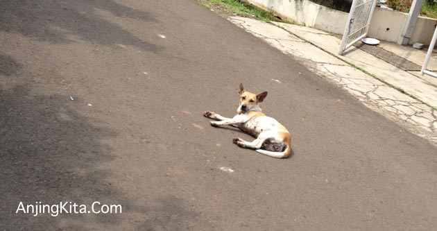 Kapan Sih Anjing Harus Dijemur?